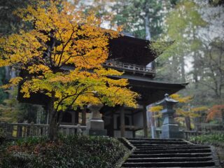 自然との20分が、心と体を整える──科学が示す4つの効果