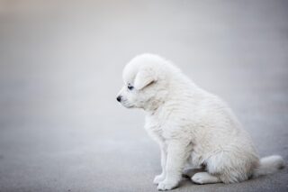 犬向けテレビは本当に役立つのか──映像と犬の関係をめぐる最新研究