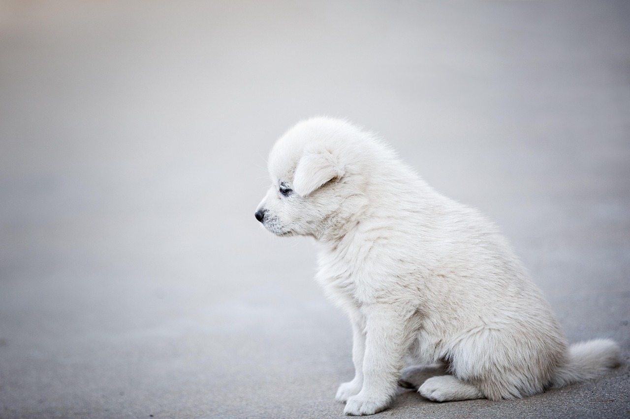 犬向けテレビは本当に役立つのか──映像と犬の関係をめぐる最新研究